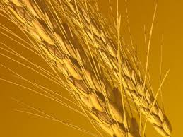 wheat ears1.jpg, 45 KB